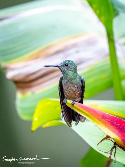 Hummingbirds of Costa Rica